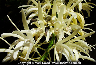 Wild orchids