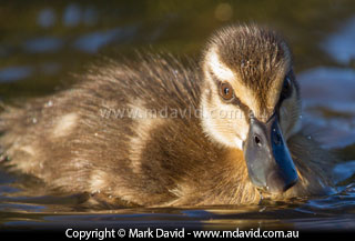 Pacific Black duckling