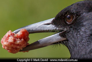 Pied Butcherbird