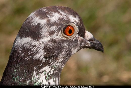 Feral Pigeon