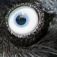 Raven's eye