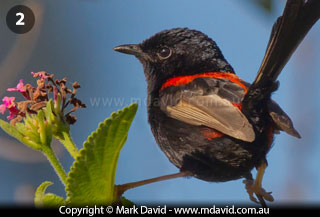 Red-backed Fairy-wren