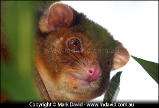 Ringtail Possum