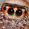 spider eyes