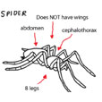 spider diagram