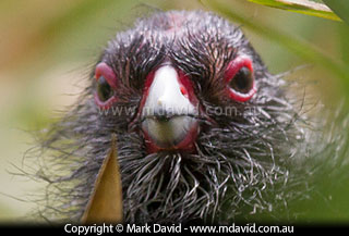 Purple Swamphen chick