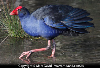Purple Swamphen
