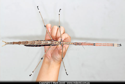 Titan stick insect