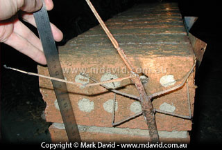 Titan stick insect