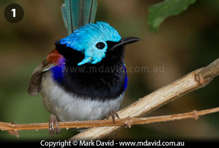 Variegated Fairy-wren