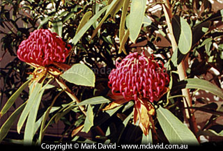 Waratahs growing in a pot