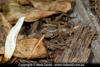 Wolf spider