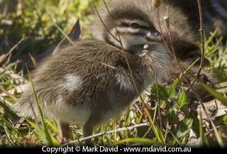 Wood Duck duckling