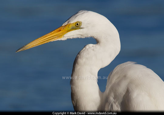 Egret