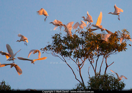 Cattle Egrets