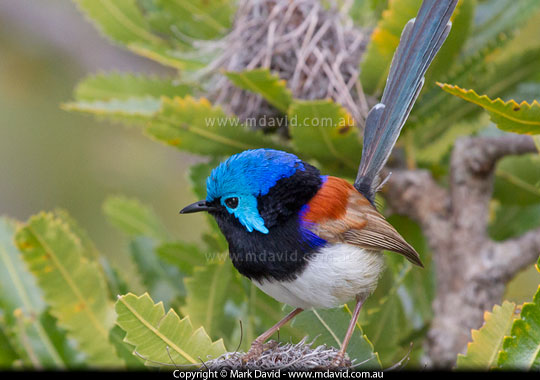 Variegate Fairy Wren