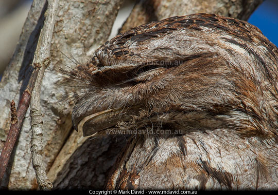 Tawny Frogmouth
