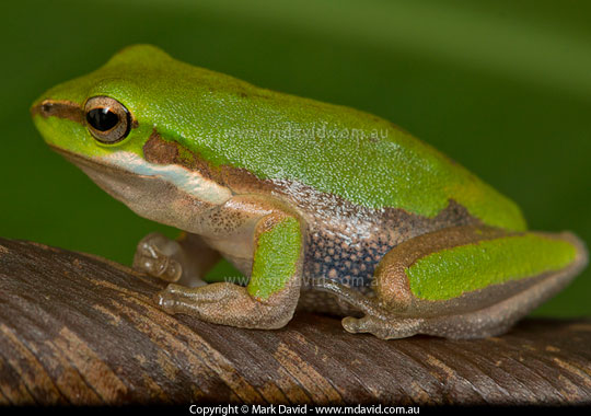 Eastern Dwarf Tree Frog