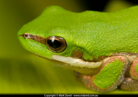 Eastern Dwarf Tree Frog
