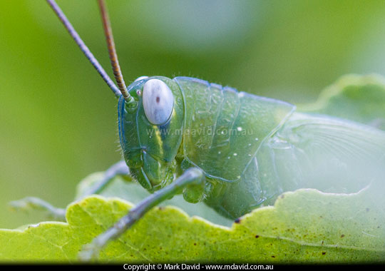 Grasshopper