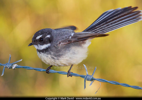 Grey Fantail