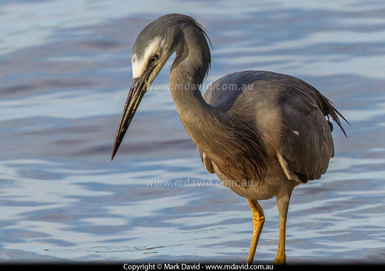 White-faced Heron