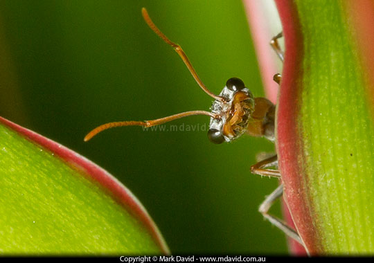 Jumper Ant