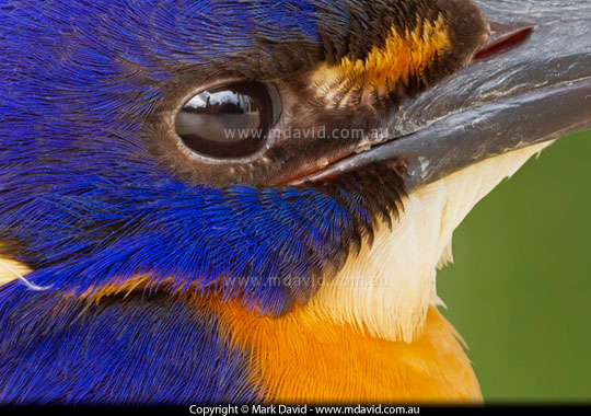 Azure Kingfisher