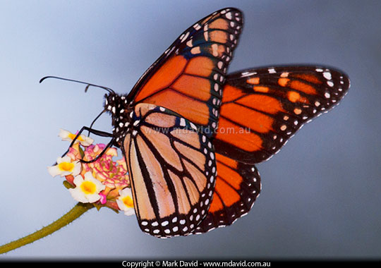 Monarch Butterfly