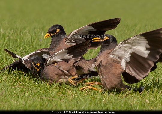 Indian Mynas