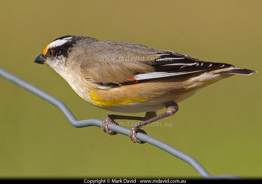 Striated Pardalote