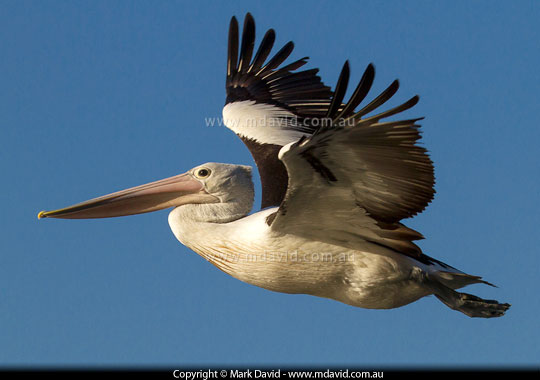 Australian Pelican