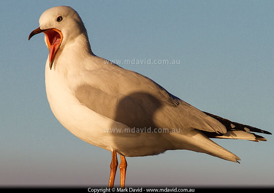Silver Gull