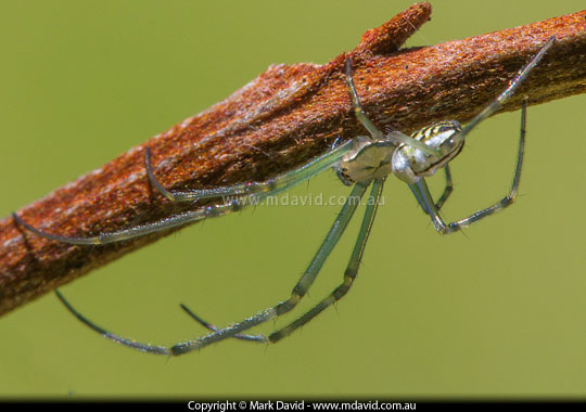 Silver Orb Spider