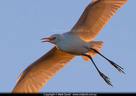 Cattle Egret