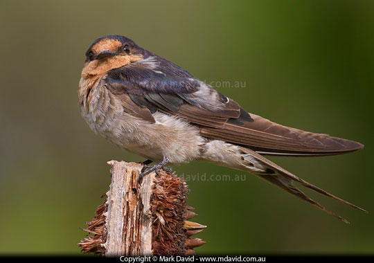 Chestnut-breasted Mannikin