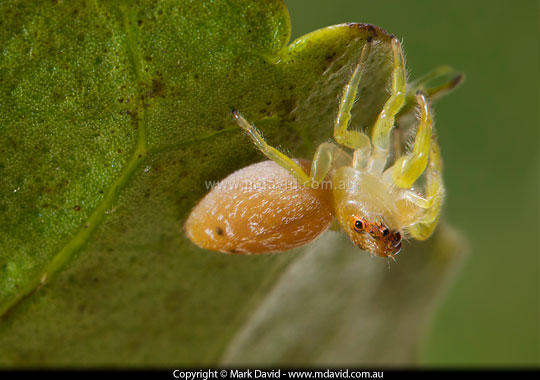 Jumping Spider