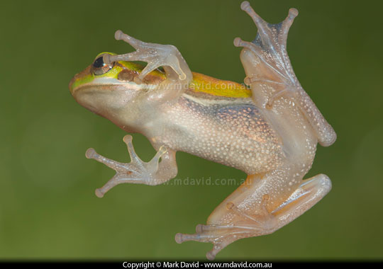 Eastern Dwarf Tree Frog
