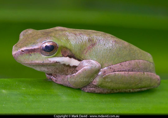 Eastern Dwarf Tree Frog