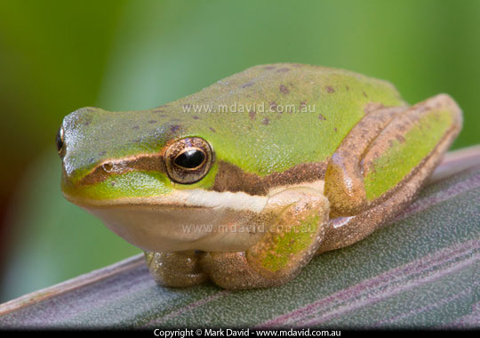 Eastern Dwarf Tree Frog