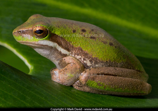 Tree Frog