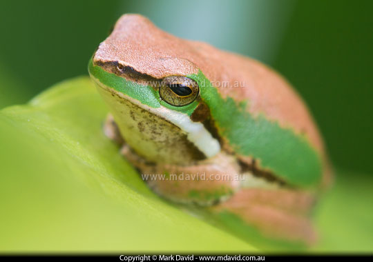 Eastern Dwarf Tree Frog