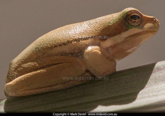 Eastern Dwarf Tree Frog