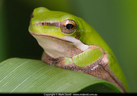Eastern Dwarf Tree Frog