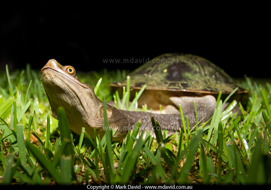 Freshwater Turtle