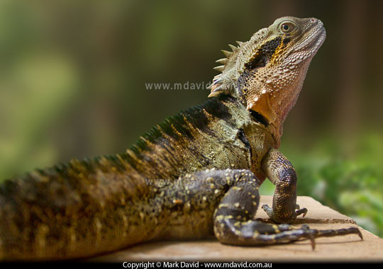 Water Dragon