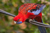 bird