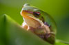 frog