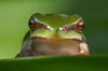 frog