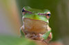 frog